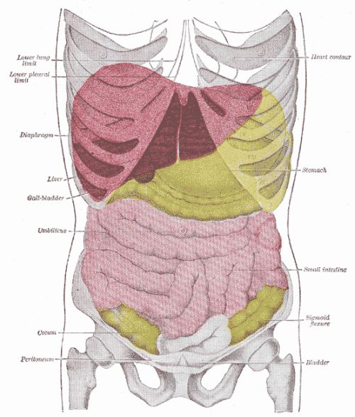 Liver and its relations